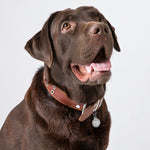 Dance it Out - Engraved pet ID tag